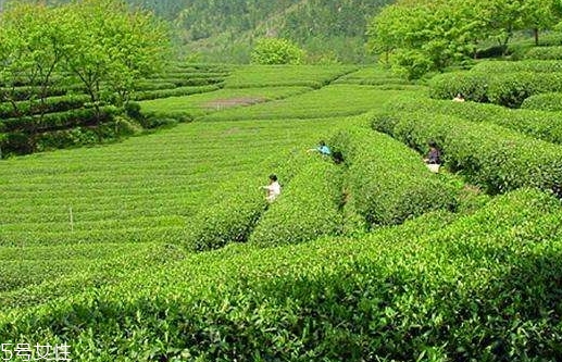 日照綠茶哪個牌子好？日照綠茶怎么辨別好壞