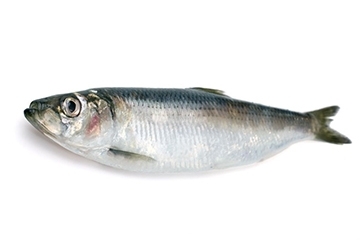 青魚是淡水魚還是海魚？青魚是淡水魚嗎？