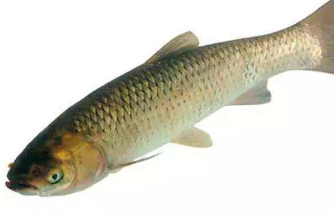青魚是淡水魚還是海魚？青魚是淡水魚嗎？