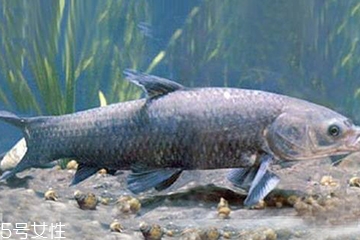青魚是發(fā)物嗎？吃青魚會(huì)過(guò)敏嗎？