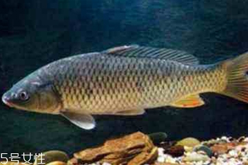 青魚是發(fā)物嗎？吃青魚會(huì)過敏嗎？