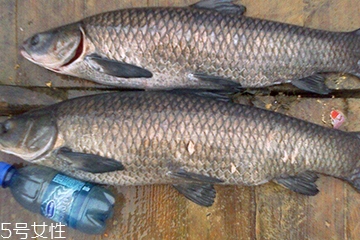 青魚是發(fā)物嗎？吃青魚會(huì)過敏嗎？