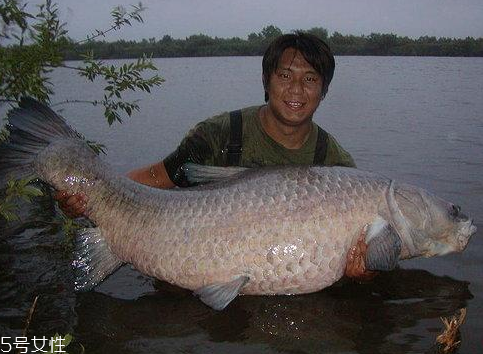 青魚能做魚干嗎？青魚怎么做成魚干？