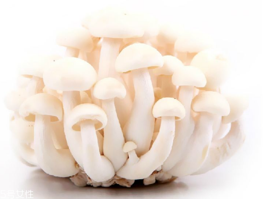 白玉菇和海鮮菇的區(qū)別 白玉菇和海鮮菇是一樣的嗎？