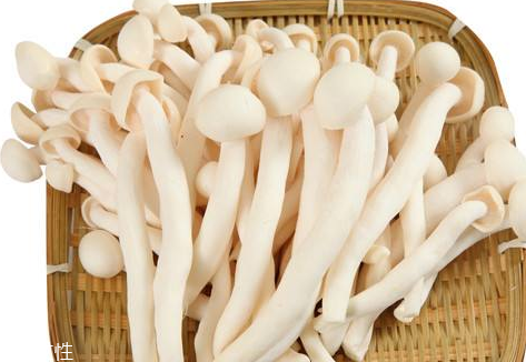 白玉菇的營(yíng)養(yǎng)價(jià)值 白玉菇有什么營(yíng)養(yǎng)？