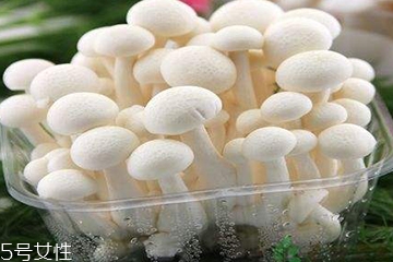 白玉菇為什么是苦的？白玉菇怎么會苦？