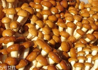 滑子菇的功效 滑子菇有什么作用？