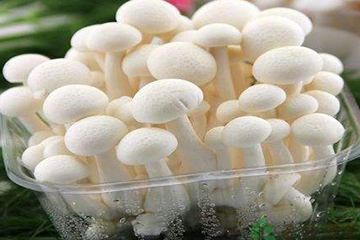 白玉菇為什么是苦的？白玉菇怎么會(huì)苦？