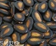 西瓜子的宜忌人群 西瓜子不是適合哪些人吃？