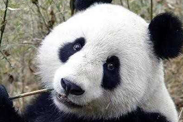 激光去黑眼圈多久恢復(fù)？激光除黑眼圈多久見效