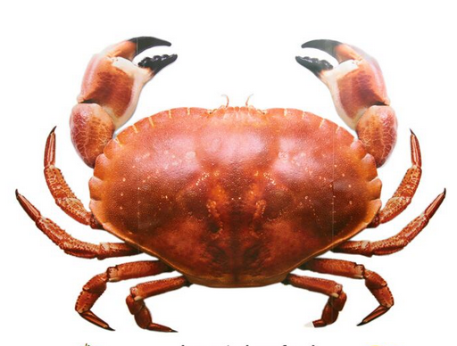 面包蟹如何打開(kāi)？如何吃活面包蟹？