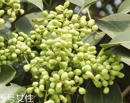 女貞子怎么保存？女貞子怎么保存最好？
