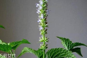 藿香是發(fā)物嗎？皮膚過敏的人能吃藿香嗎？