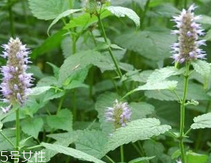 藿香是發(fā)物嗎？皮膚過敏的人能吃藿香嗎？