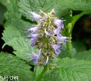 藿香是涼性還是熱性？藿香是熱性嗎？