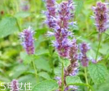 藿香能生吃嗎？藿香味道好嗎？