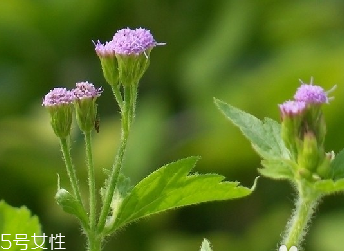 藿香和麝香是一樣嗎？藿香和麝香的區(qū)別