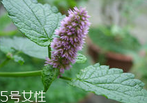 藿香能多吃嗎？藿香吃多了會(huì)怎樣？
