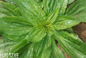車前草是什么？車前草的作用是什么