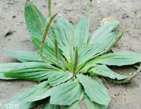 車前草怎么吃？車前草怎么做好吃？