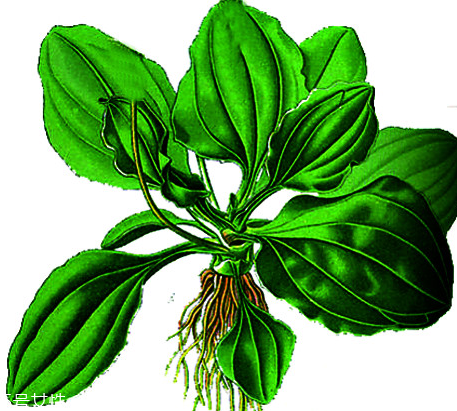 車(chē)前草和蒲公英能一起泡茶嗎？車(chē)前草和蒲公英能一起吃嗎？
