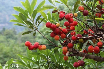 梅花是發(fā)物嗎？皮膚過敏的人能喝梅花茶嗎？