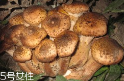 榛蘑的好處 榛蘑對人有什么益處？