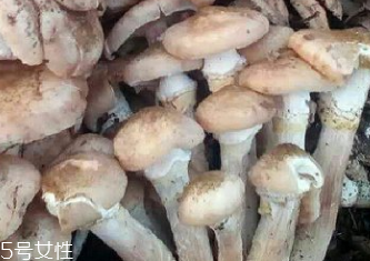 榛蘑是蘑菇嗎？榛蘑是什么蘑菇？
