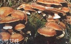 榛蘑是蘑菇嗎？榛蘑是什么蘑菇？