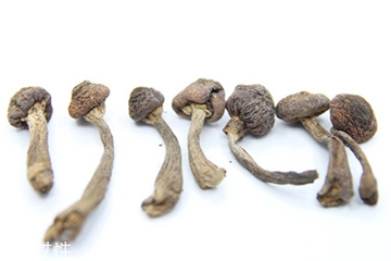榛蘑和天麻的關系 榛蘑和天麻有什么聯(lián)系？
