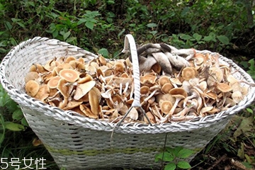 榛蘑的顏色 榛蘑是什么顏色的？