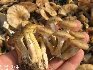 榛蘑和香菇能一起吃嗎？