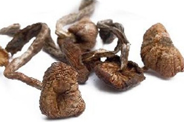 榛蘑能保存多久？干榛蘑怎么保存最好？