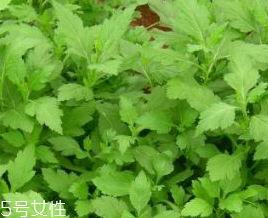 菊花腦的禁忌人群 哪些人不能吃菊花腦？