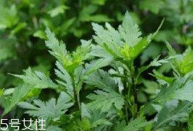 菊花腦是溫性還是涼性？菊花腦是涼性嗎？