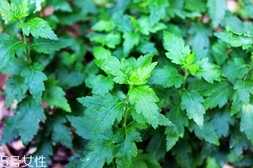 菊花腦的種植 菊花腦怎么種？