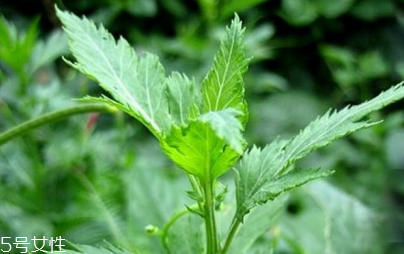 菊花腦能吃嗎？菊花腦的味道