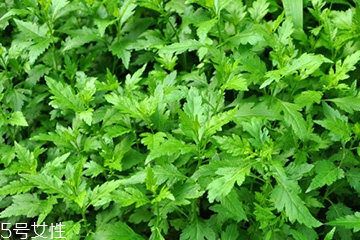 菊花腦可以涼拌嗎？菊花腦涼拌好吃嗎？