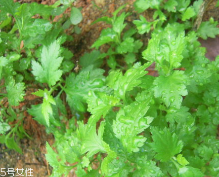 菊花腦和南瓜能一起吃嗎？菊花腦能和水果一起吃嗎？