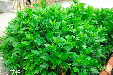 菊花腦的好處，吃了菊花腦有什么效果?