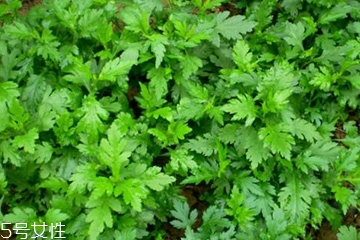 菊花腦怎么挑選？菊花腦選購技法
