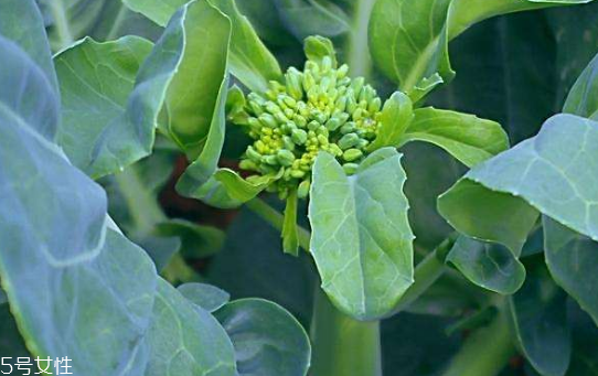 芥蘭能炒牛肉嗎？芥蘭炒牛肉的做法