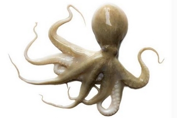 章魚是什么顏色？章魚是什么樣子？