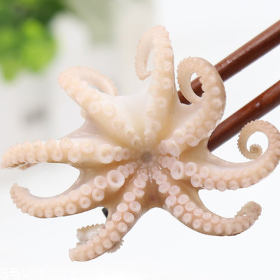 章魚是什么顏色？章魚是什么樣子？