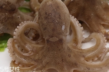 章魚是軟體動物嗎？章魚屬于軟體動物嗎？