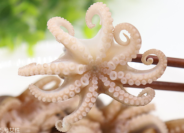 章魚是軟體動物嗎？章魚屬于軟體動物嗎？