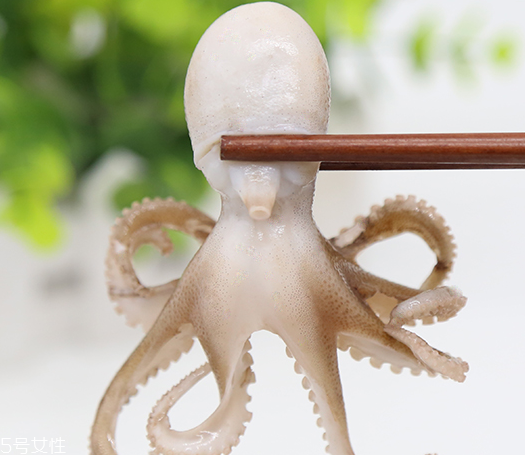 章魚是軟體動物嗎？章魚屬于軟體動物嗎？