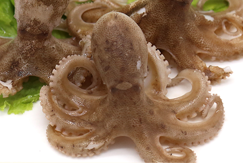 章魚會噴墨汁嗎？章魚的墨汁能吃嗎？