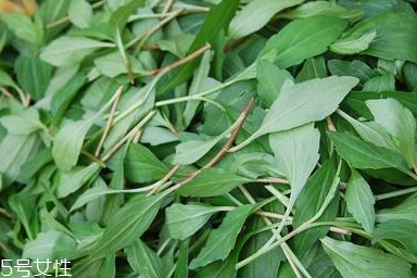 馬蘭頭對人的好處？馬蘭頭有什么好處？