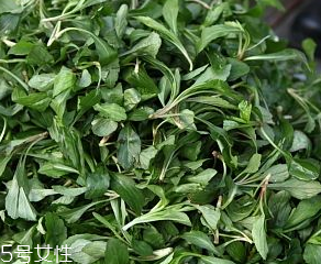馬蘭頭是板藍(lán)根嗎？